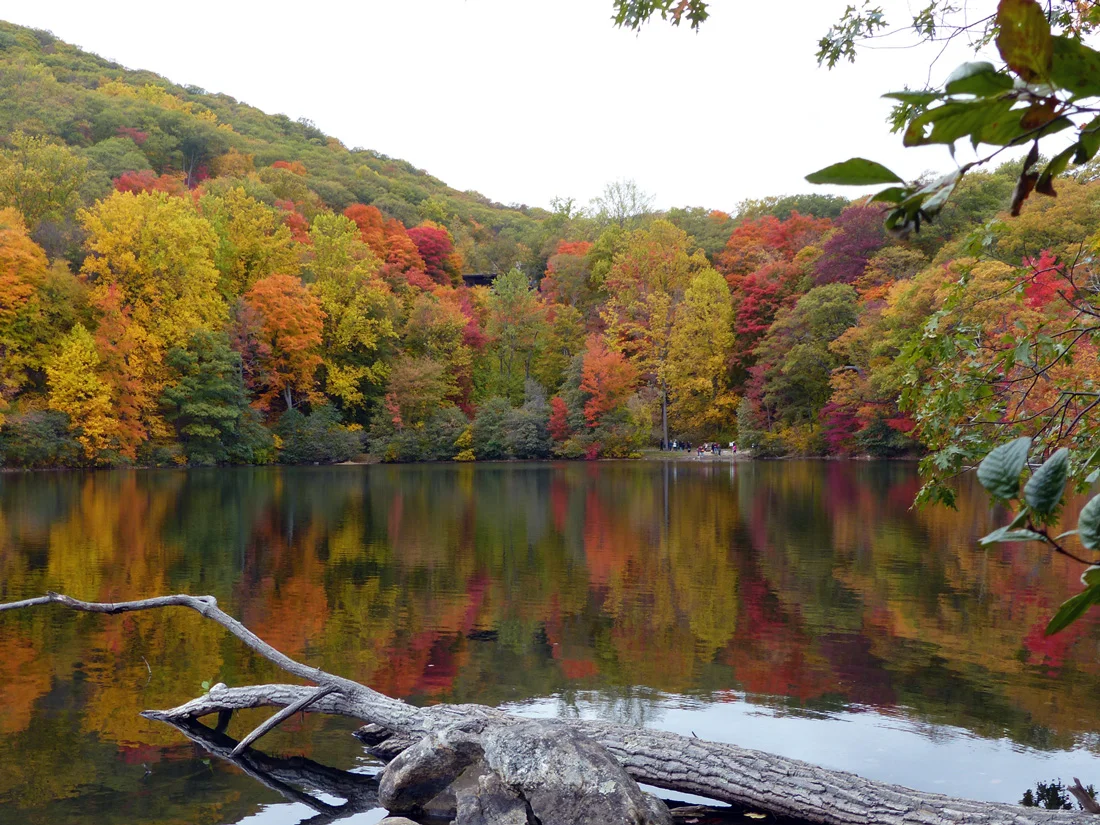 Reflections of a vibrant kind