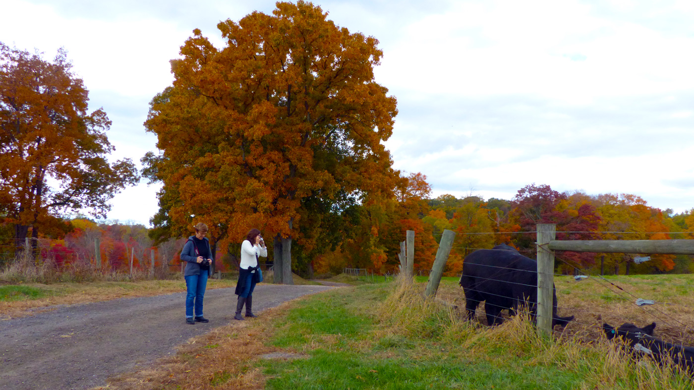 Marta & Illy admiring the cows at Stone Barns