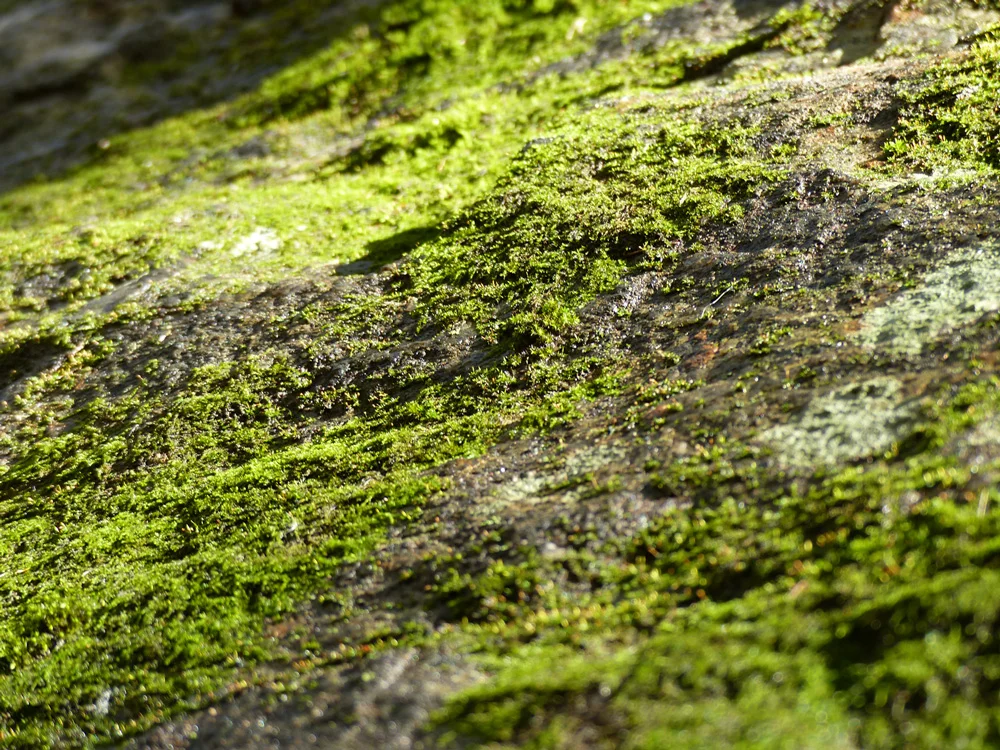 moss.jpg