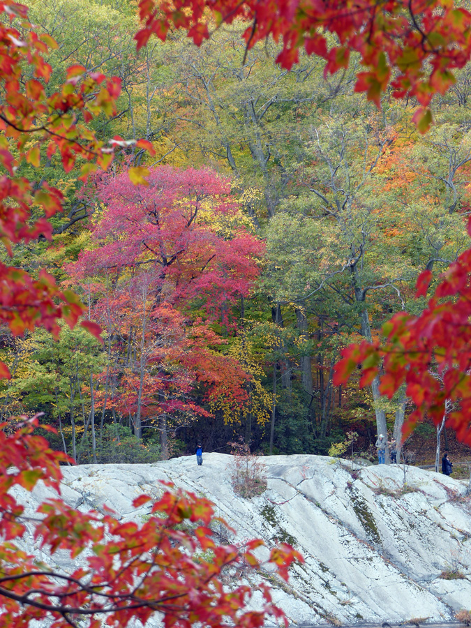 trees.rock.jpg