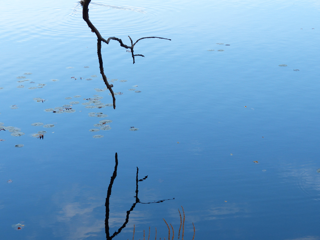 The stillness of water reveals stark reflections 