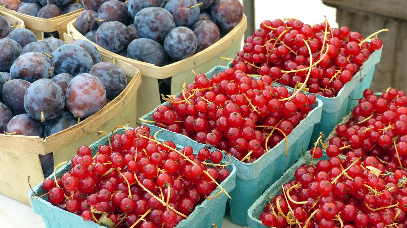Plums and currants at the market in Hudson, NY