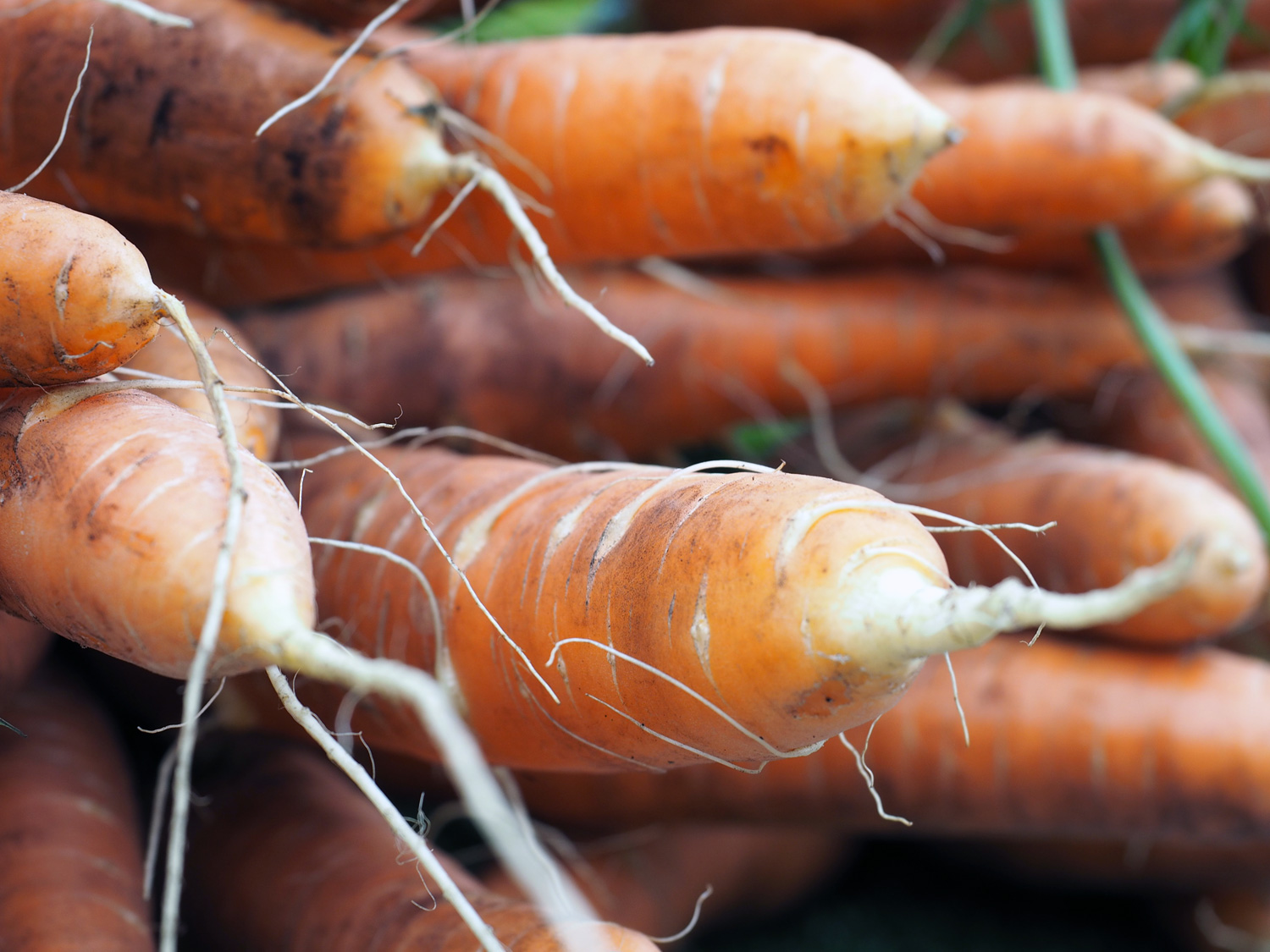 Carrots with character.