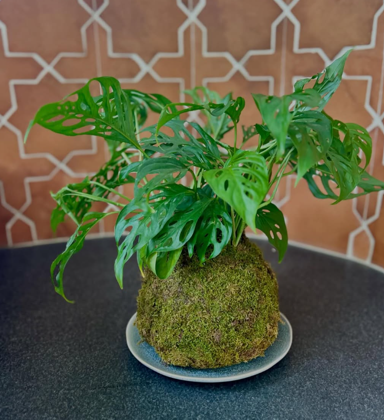 Kokedama plant by Koke Gardens