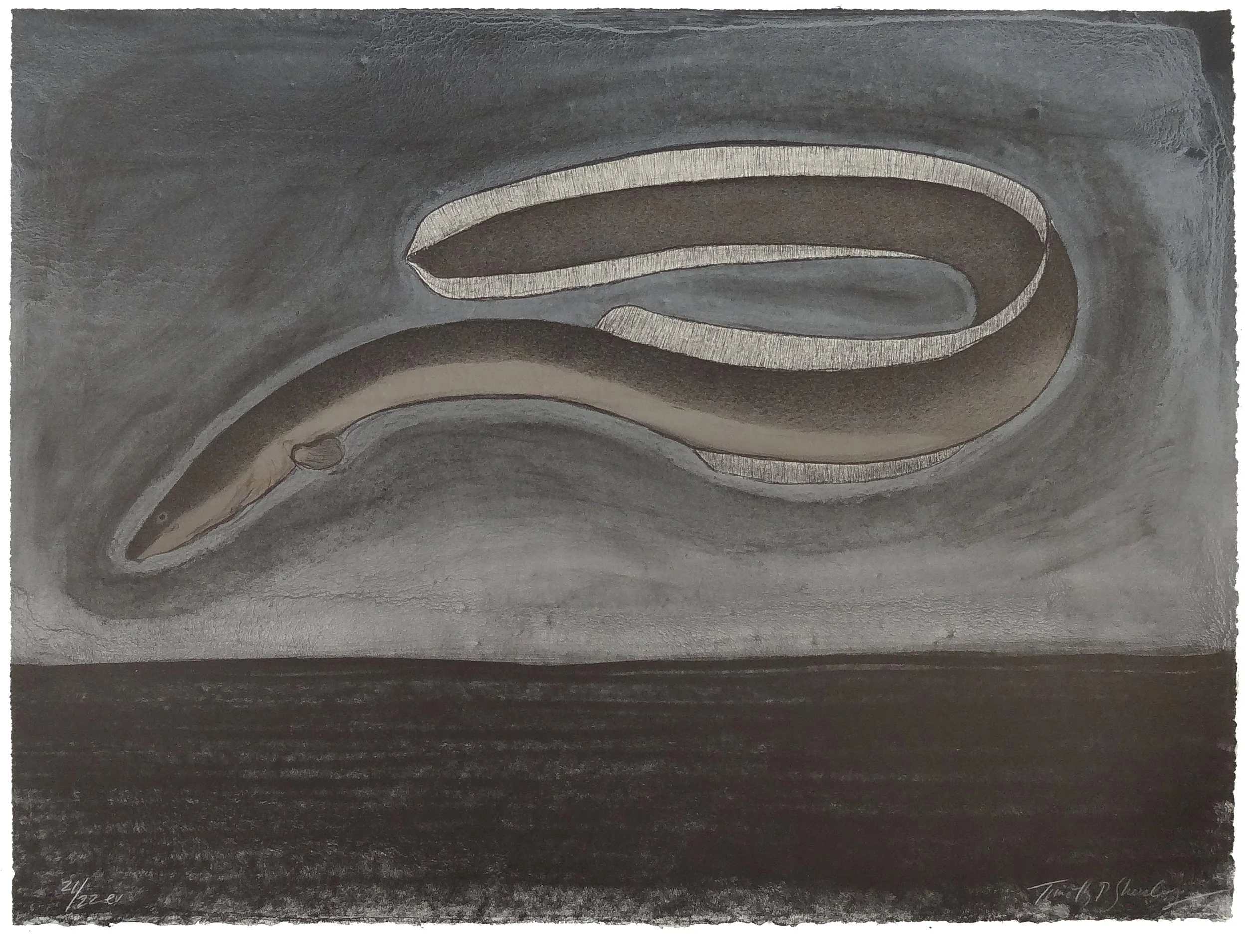 21.T.Sheesley, %22Sargasso Eel%2221-22e.v.,lithograph,2024, 18%22x24%22.jpg