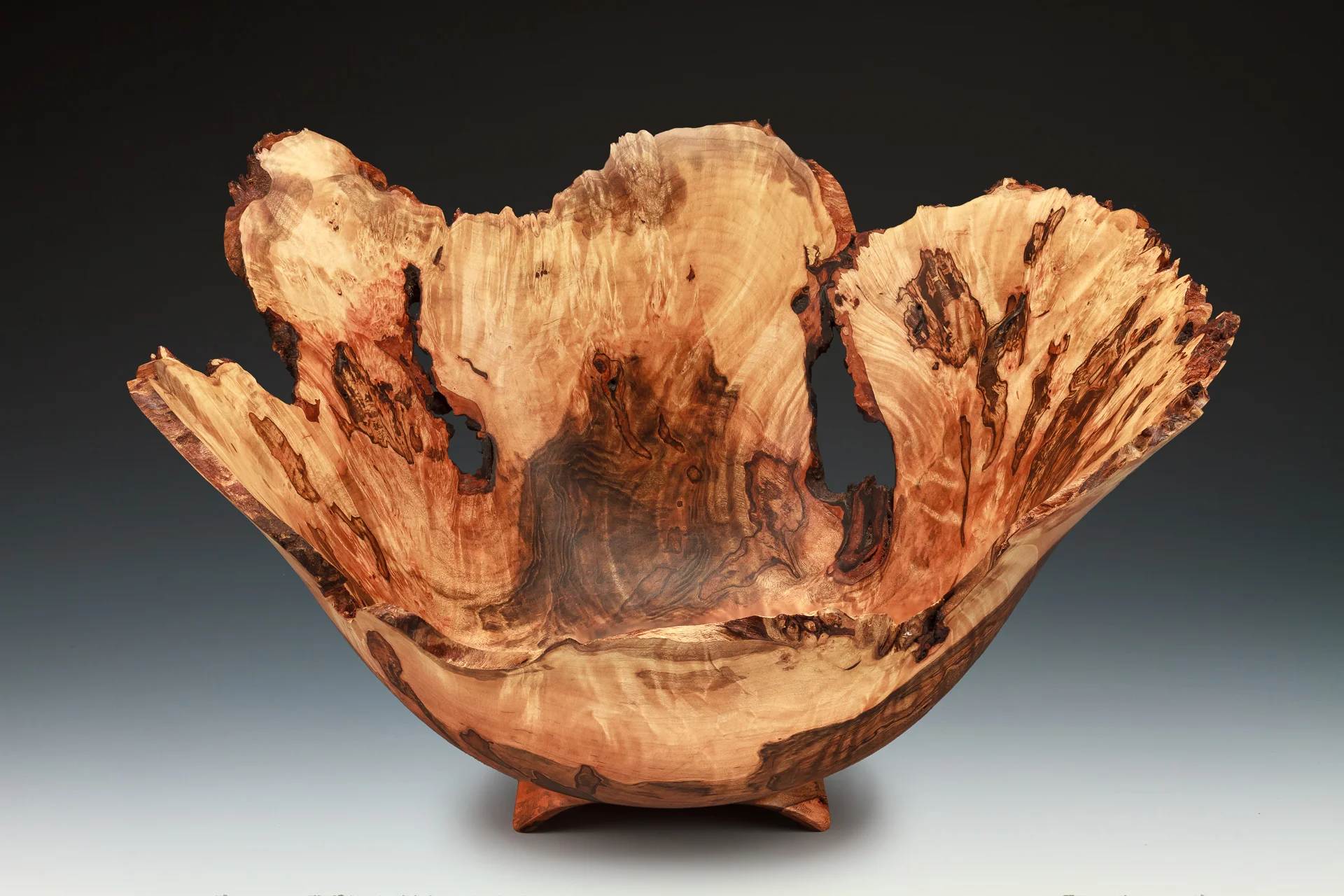 ambrosia maple burl