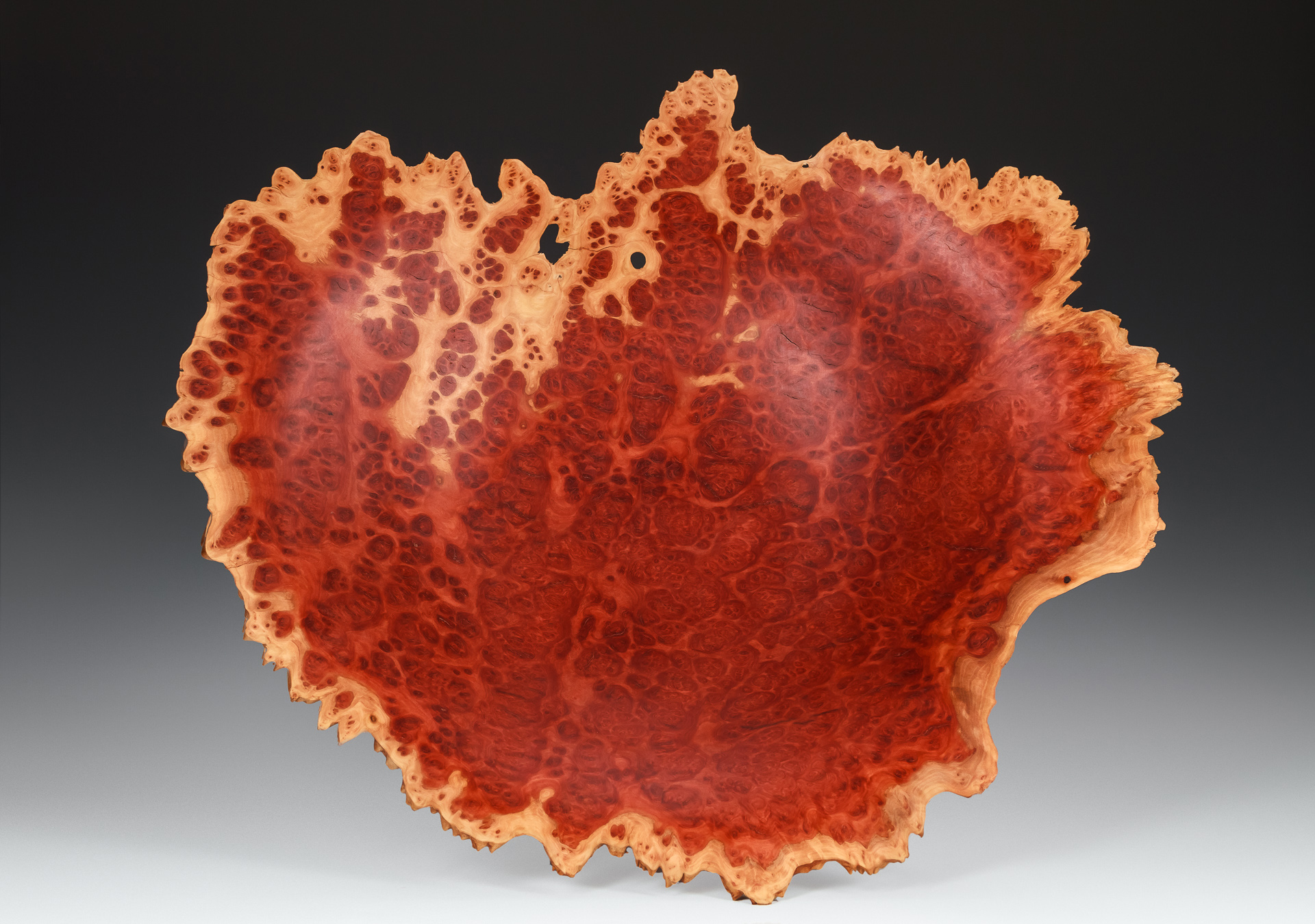 red morrel eucalyptus burl