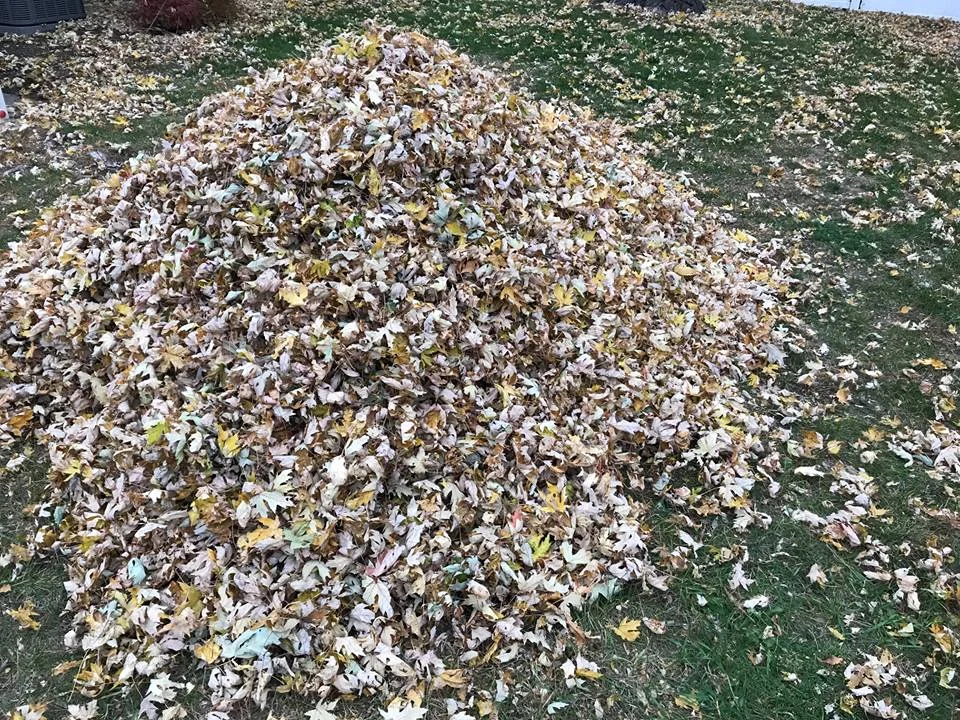 Leaves.jpg