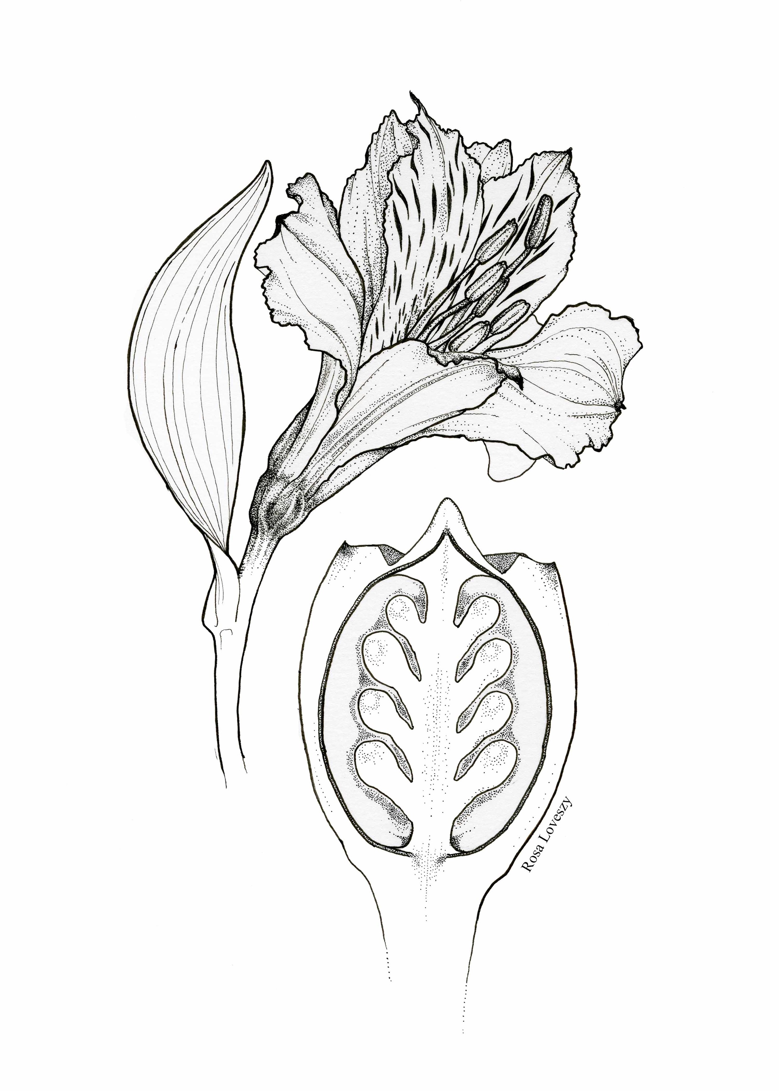 Botanical Plate v1.jpg