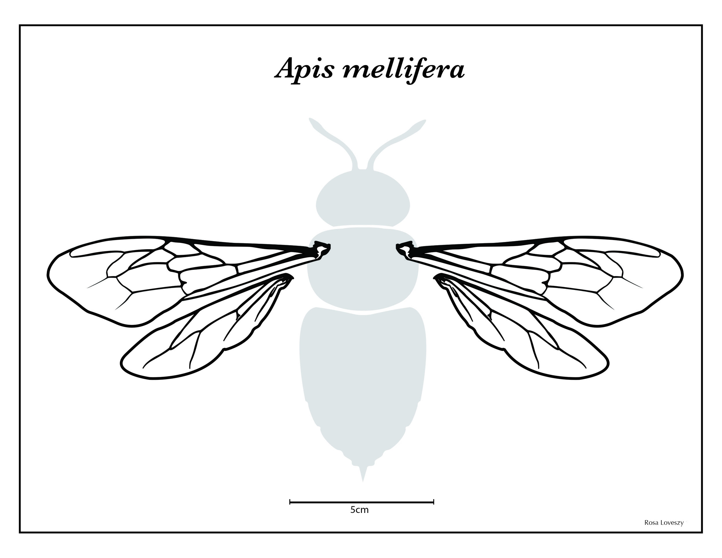 Apis mellifera