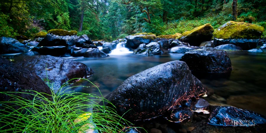 Peter C. Blanchard, August Rain