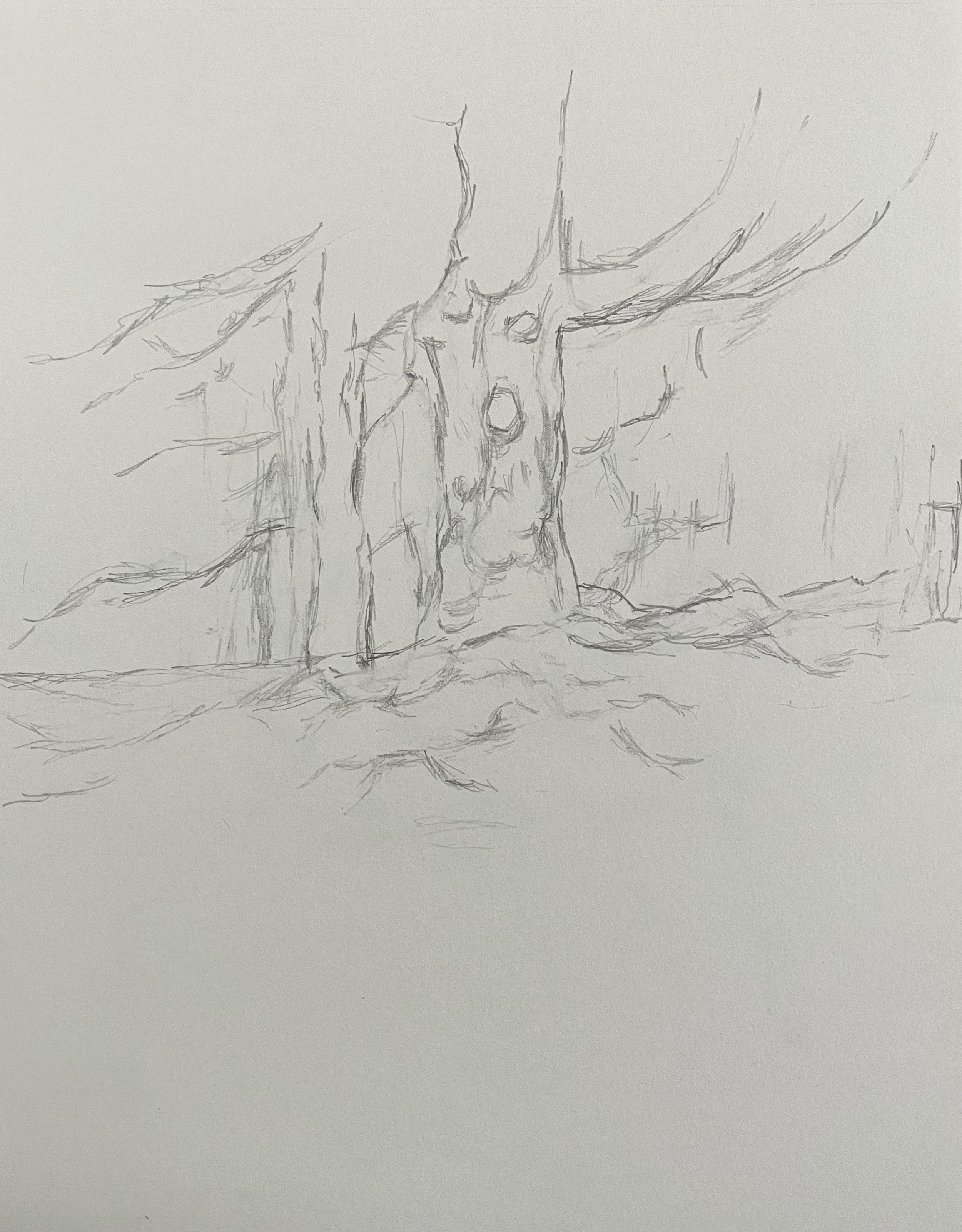   Father Tree , Pencil on Paper, 10x8 inches, 2022 