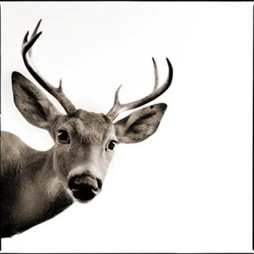 rare deer.jpg