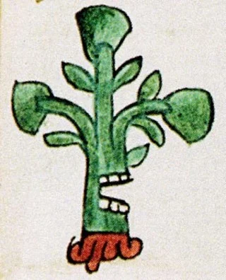 An Aztec glyph translated as “Place of Many Avocados,” a detail from the Codex Mendoza (1542). Credit: Courtesy Mexicolore.