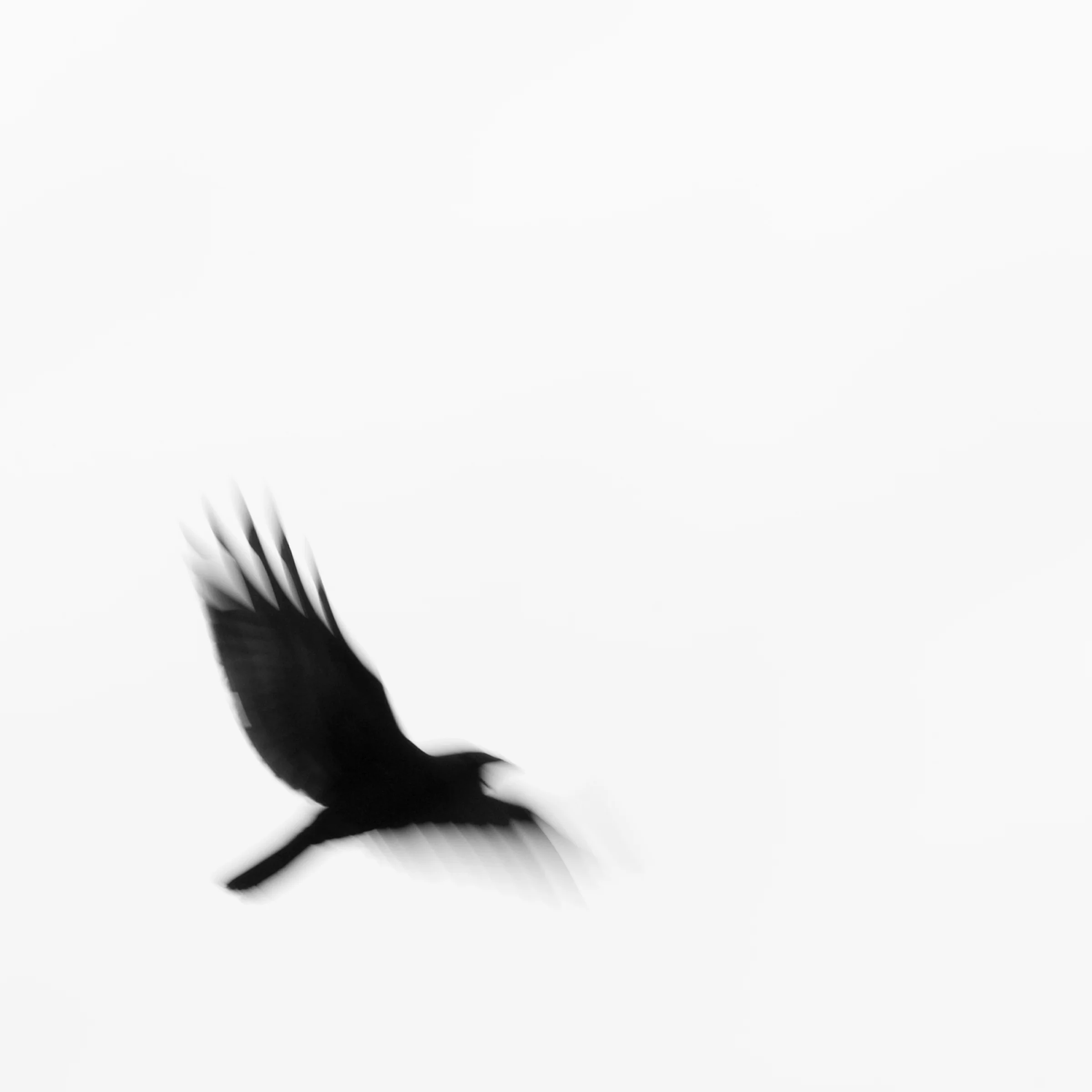 2010May03.Crow,n1.bw.8x8.jpg