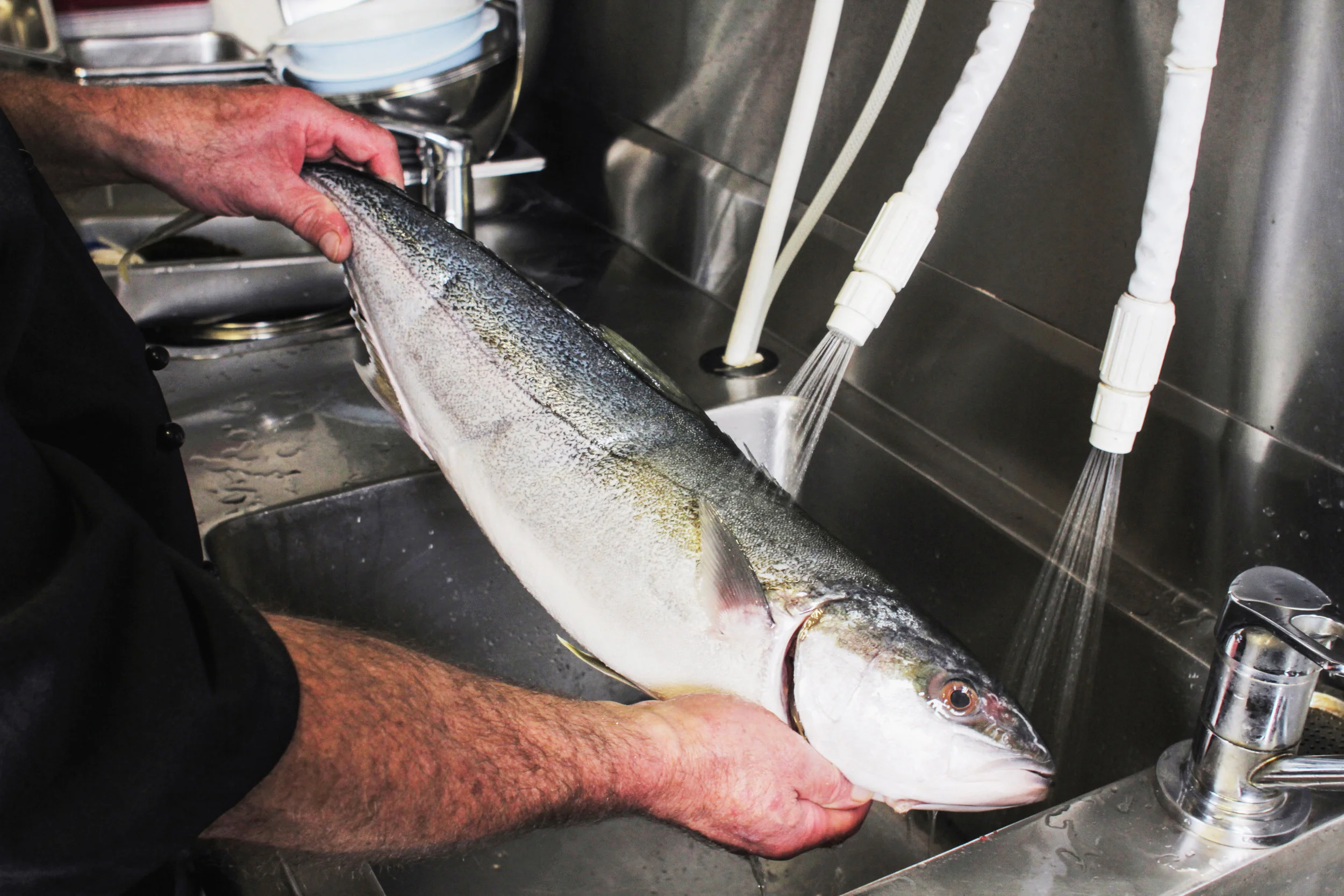 Sanitising Fish