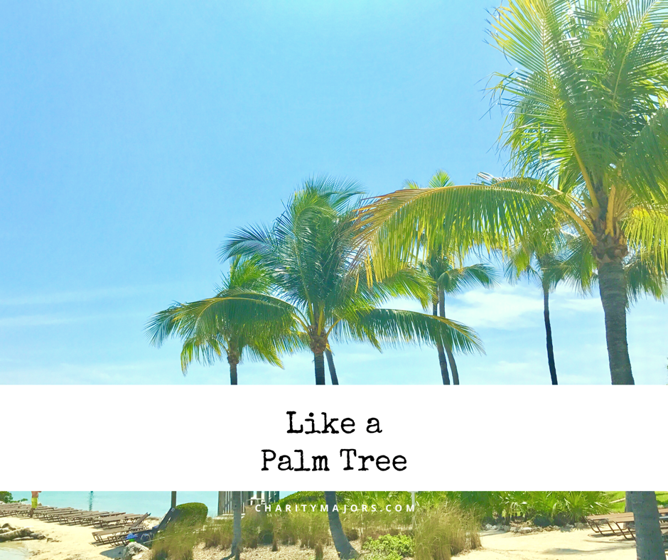 Like a Palm Tree