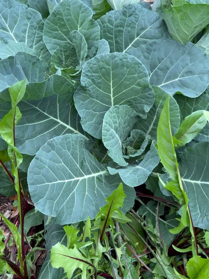 Simple Nourishment &mdash;

One of my favorite fall rituals is creating with the vibrant greens and vegetables from the garden. Seasonal cuisine  doesn&rsquo;t have to be complicated &mdash; the simplest combinations can feel the most luxurious.

For