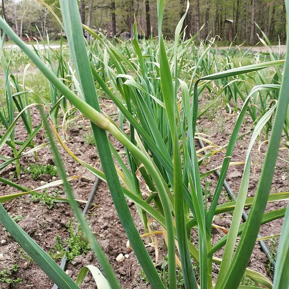 Garlic Scapes.jpeg