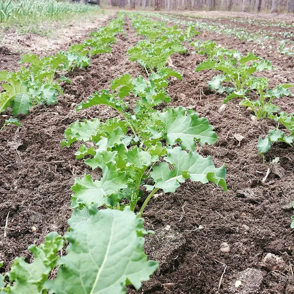 Kale.jpeg