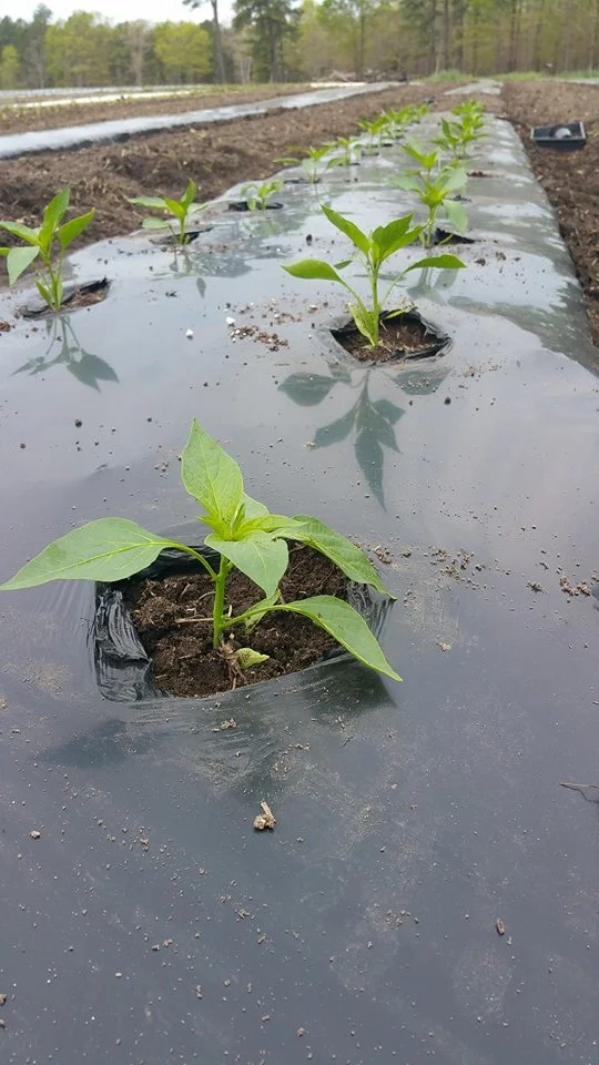 Peppers.jpeg