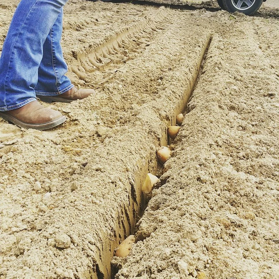Potato PLanting.jpeg