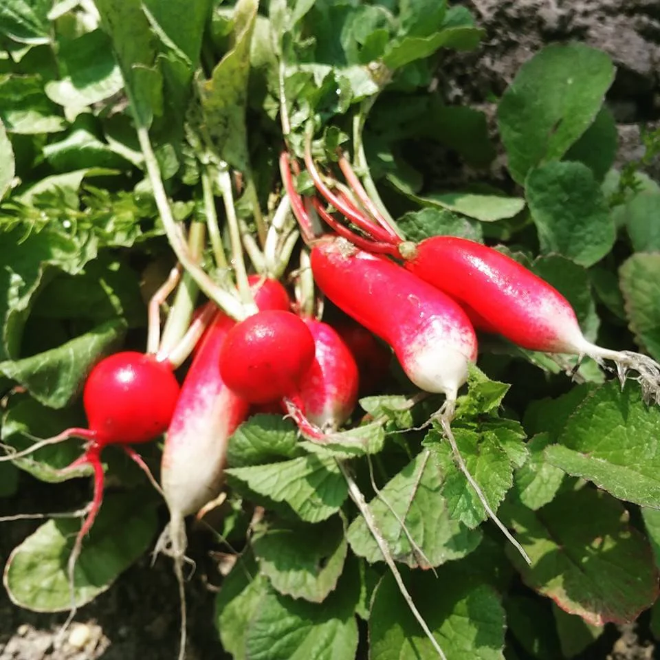 Radish.jpeg