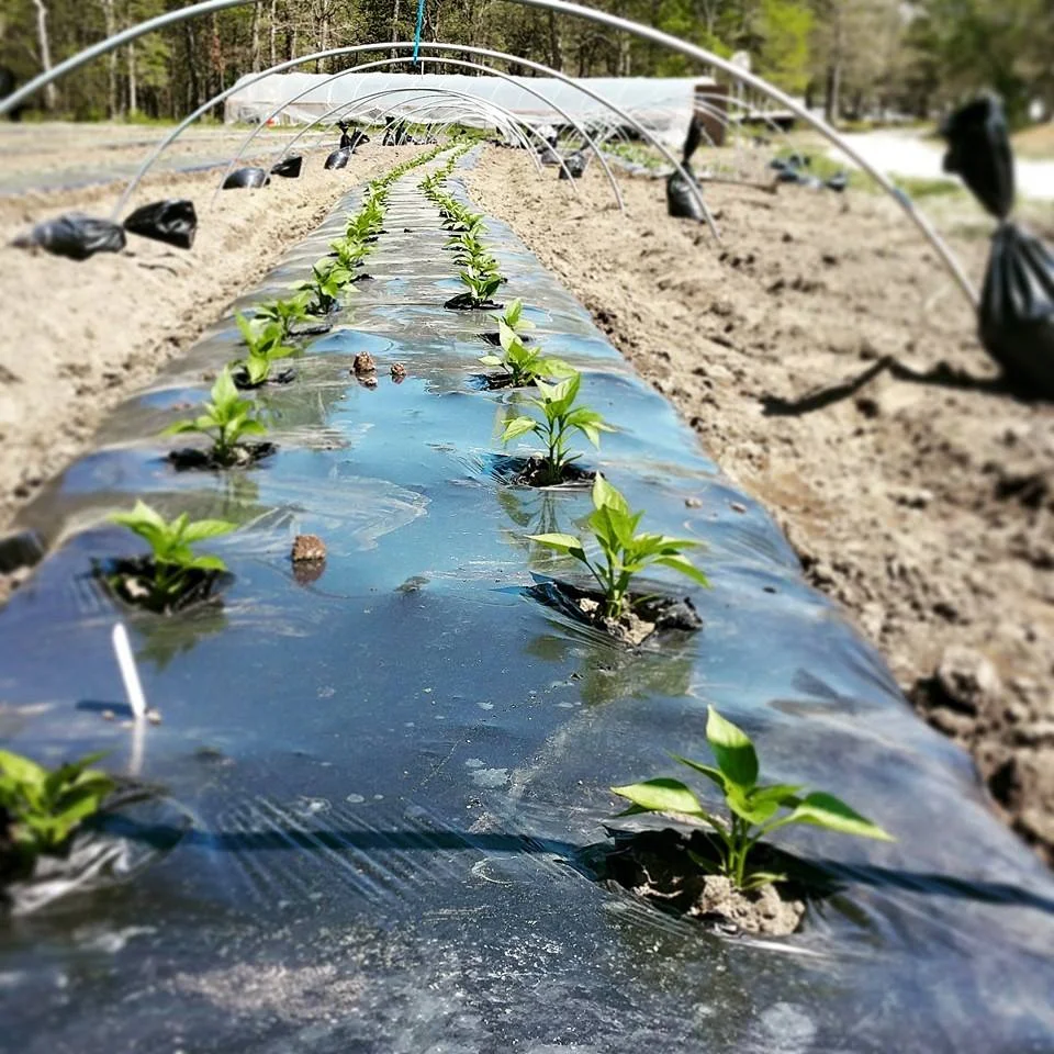 Rowcover Peppers.jpeg