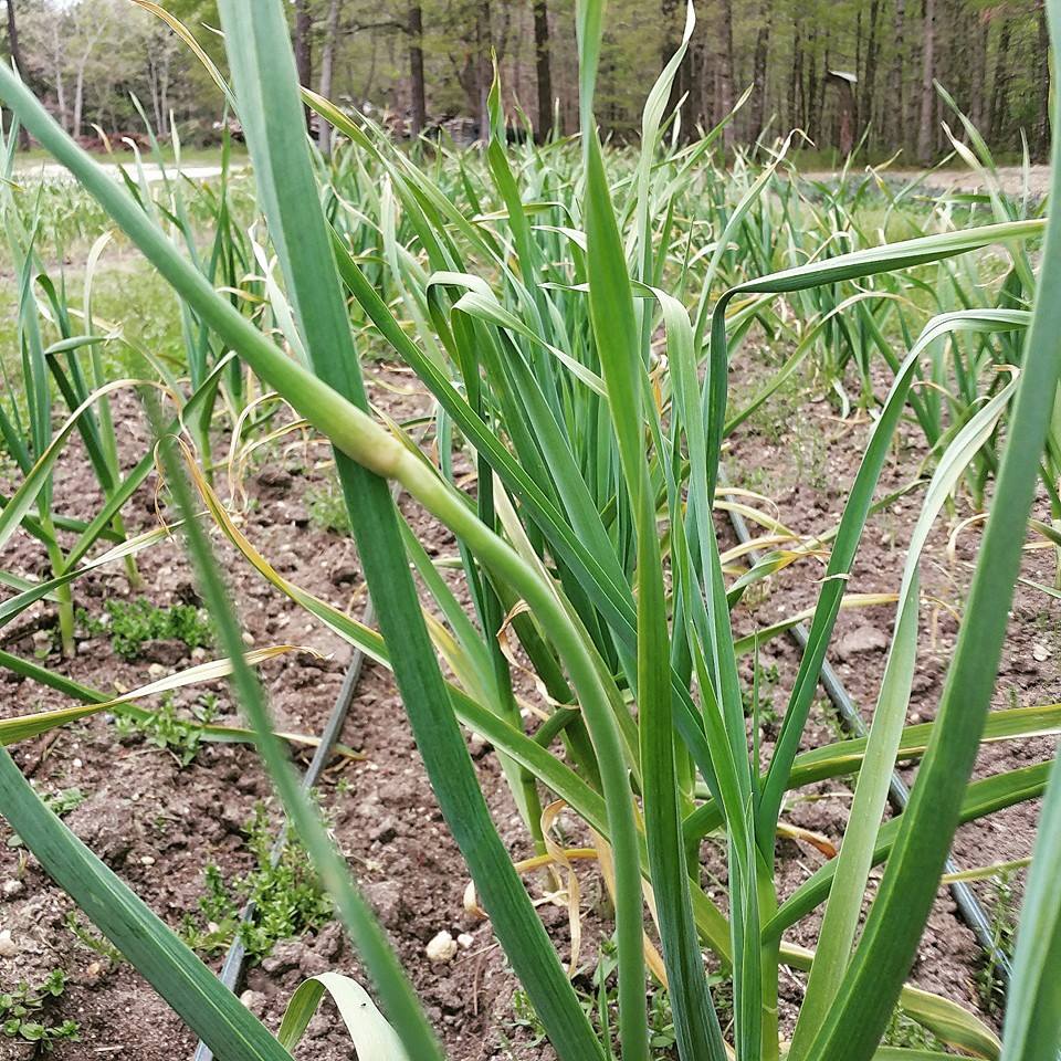 Garlic scape starting to form on a hard-neck garlic plant. The hard-neck garlic forms scapes, soft-neck garlic often does not.