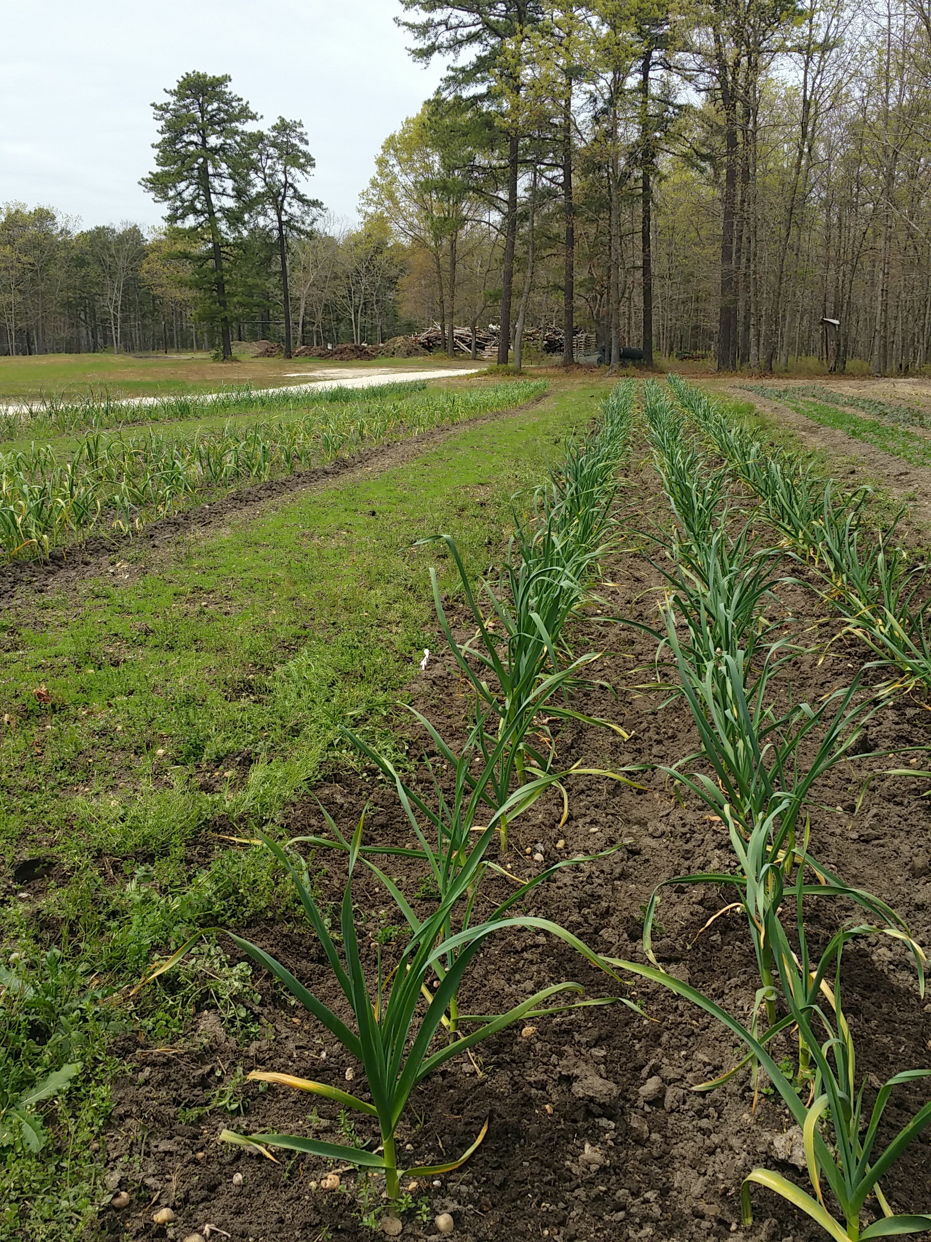 Garlic in May 2016