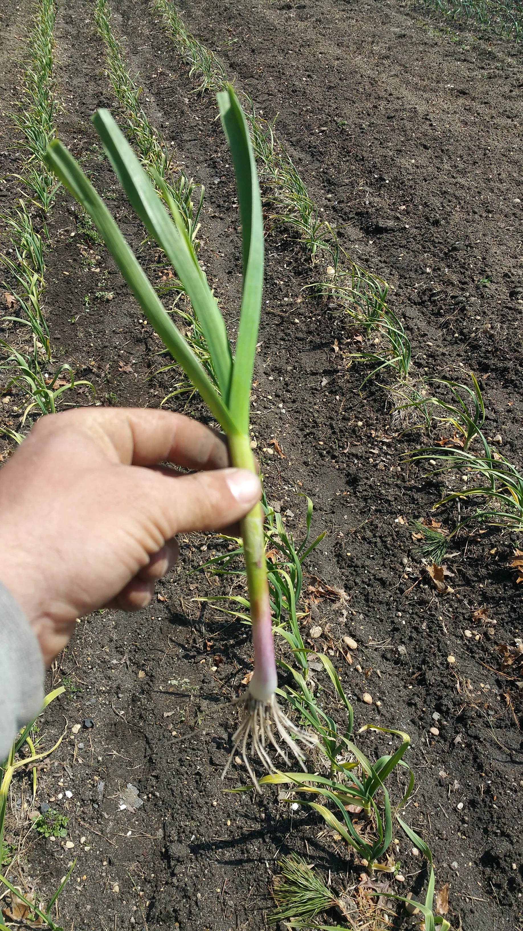 Spring garlic in May 2016, an early spring treat, used in culinary like a green onion or scallion.