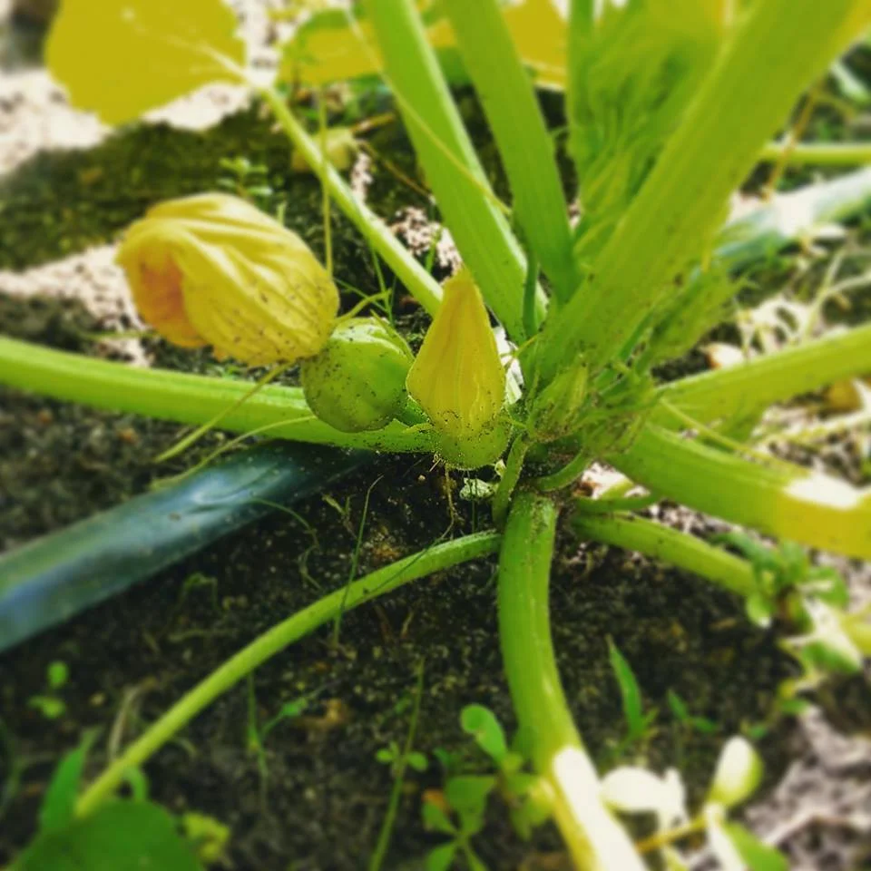 Acorn Squash Baby.jpeg