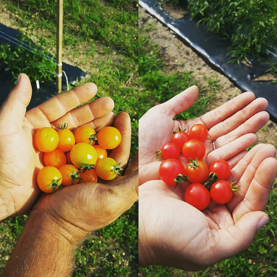 Cherries.jpeg