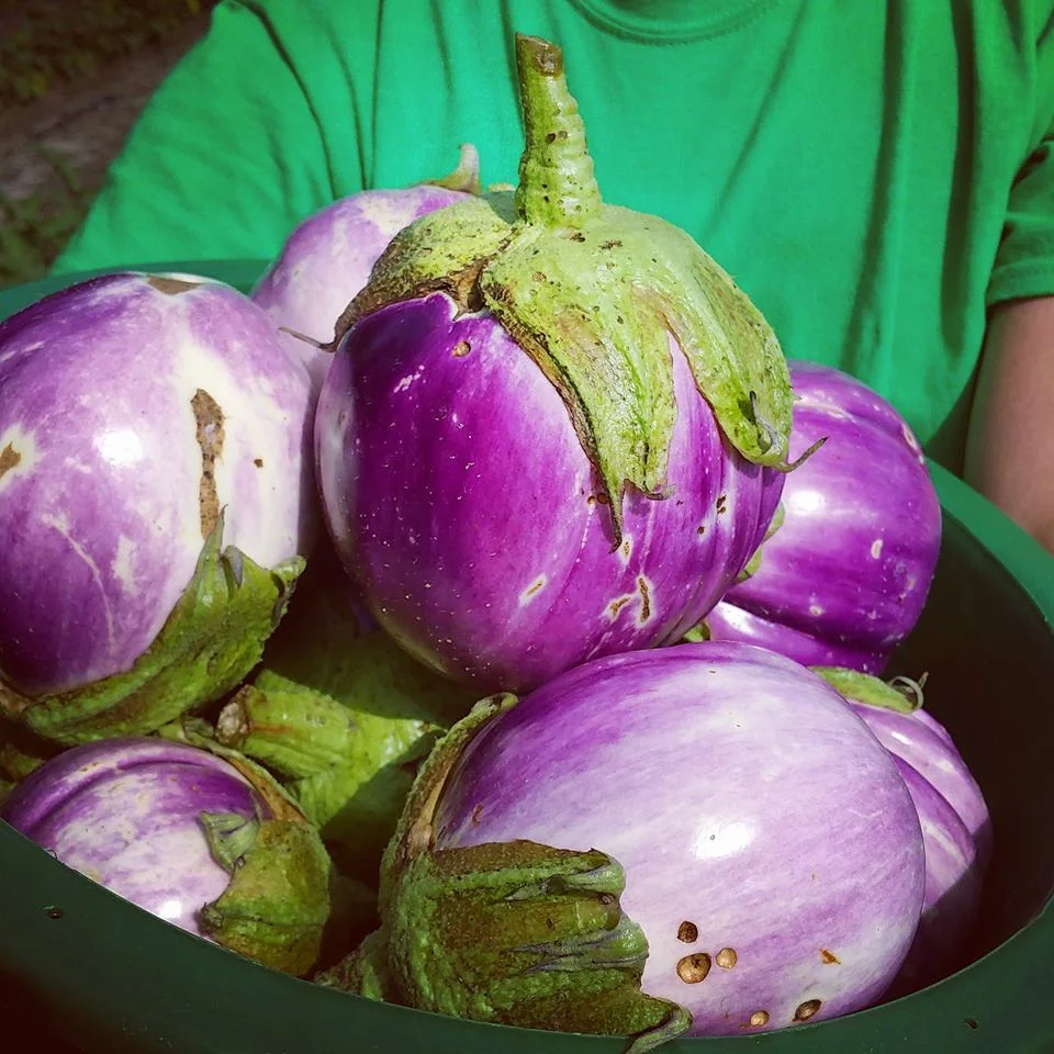 Eggplant.jpeg