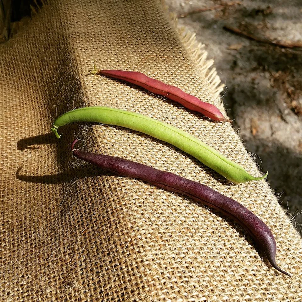 Green Beans.jpeg