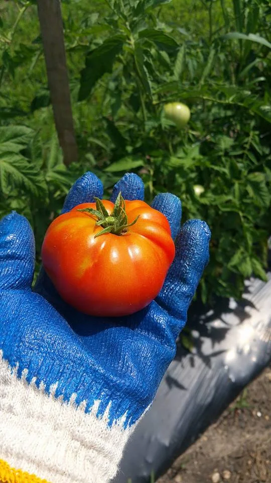 Small Tomato.jpeg