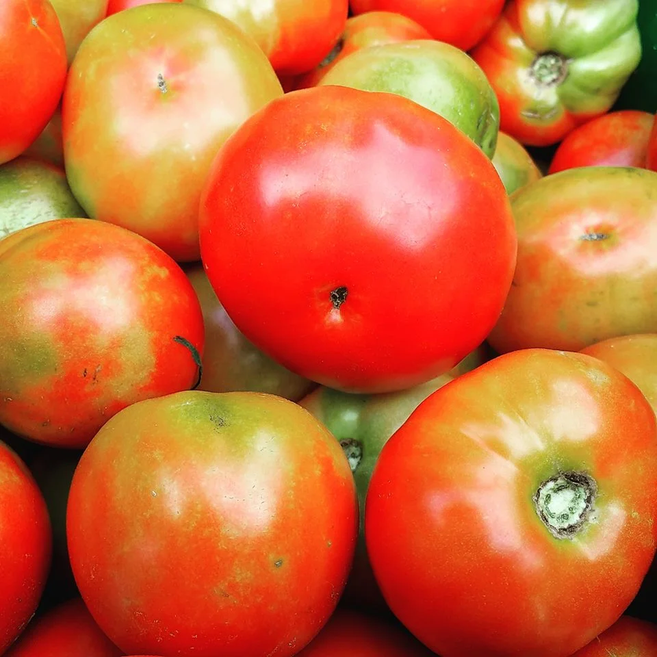 Tomatoes.jpeg
