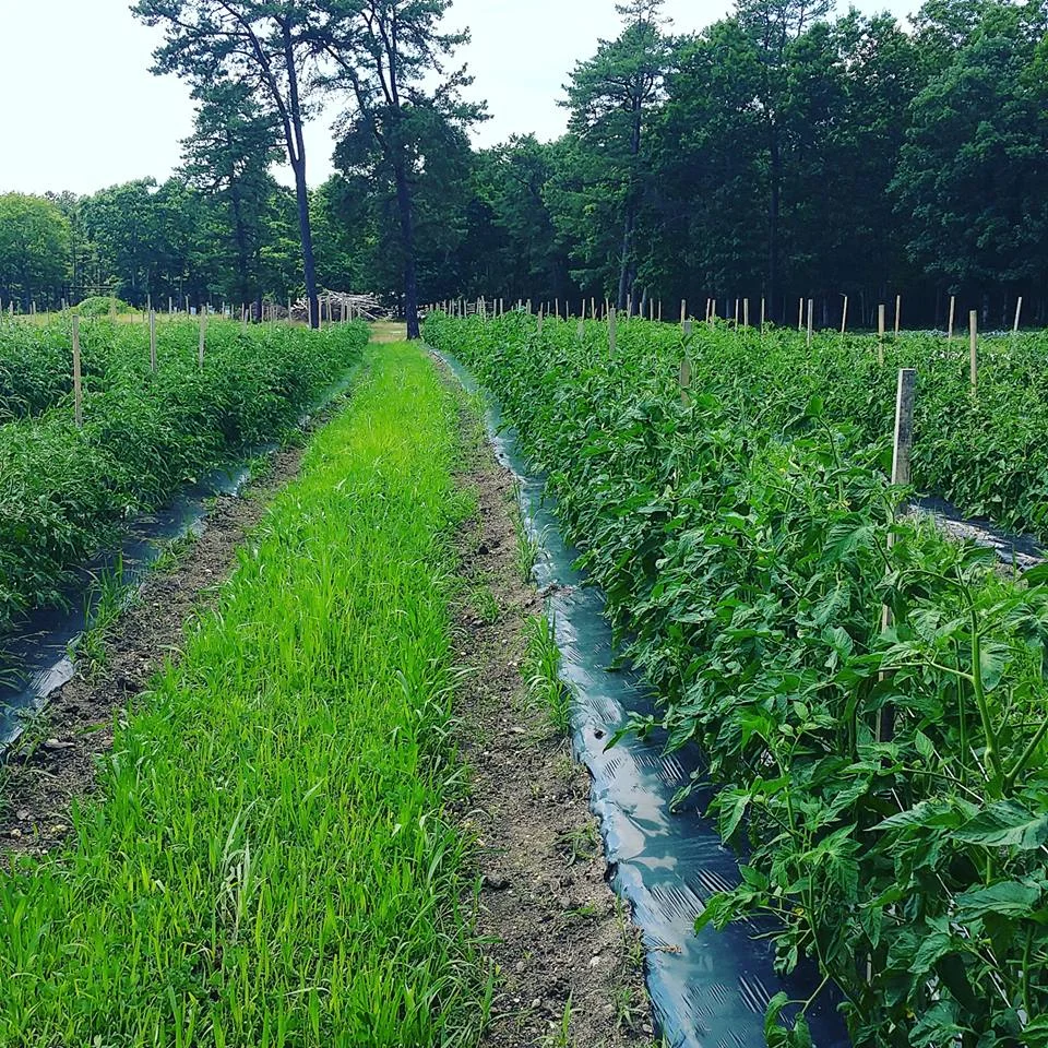 Tomato Field.jpeg