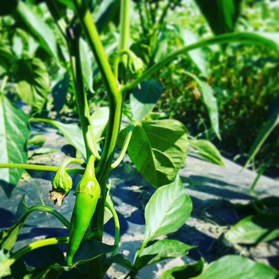 Carmen Pepper.jpeg