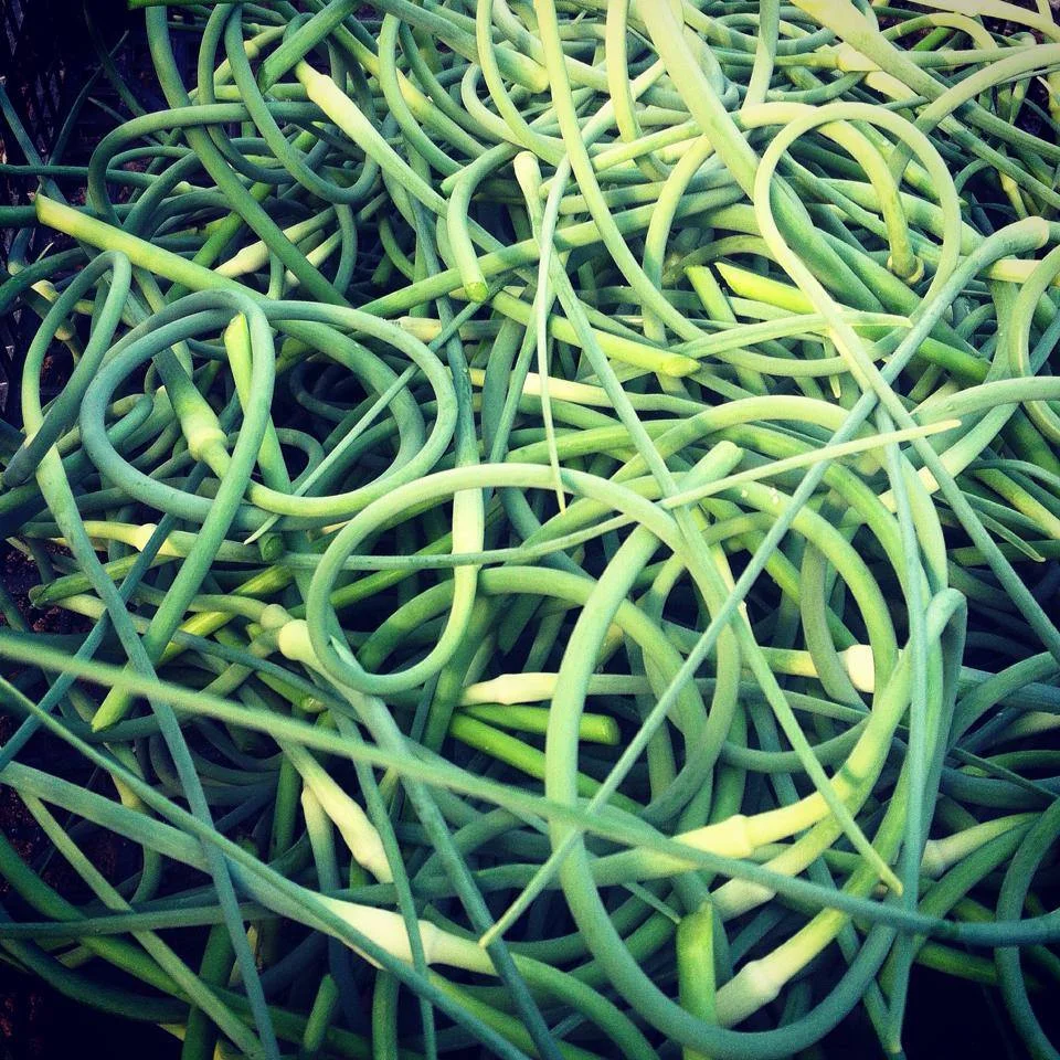 Garlic Scapes.jpeg
