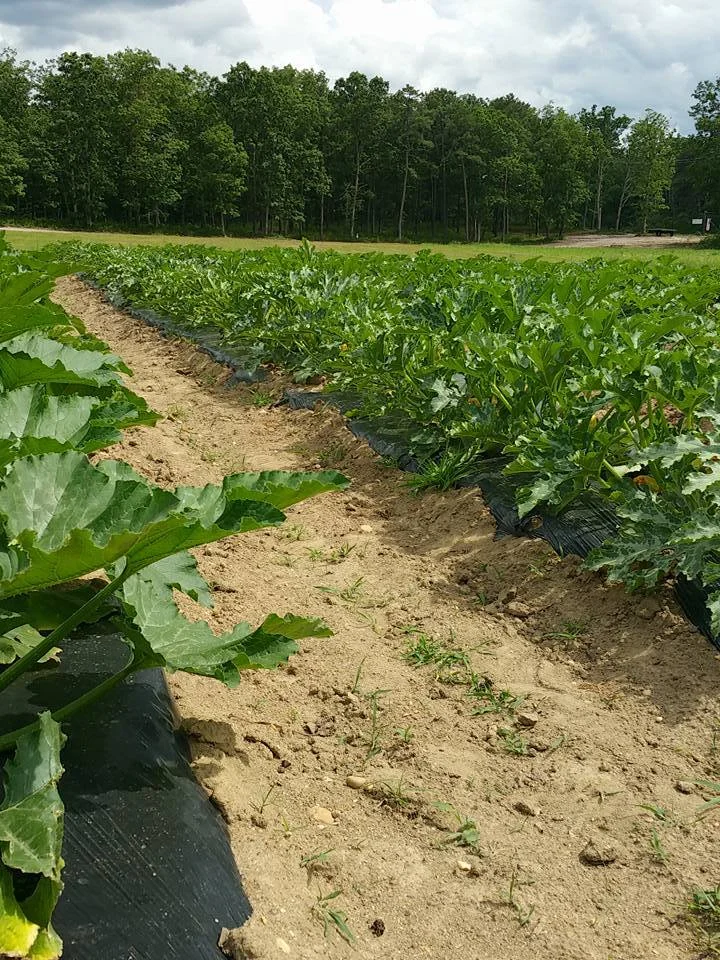 Squash Field 2.jpeg