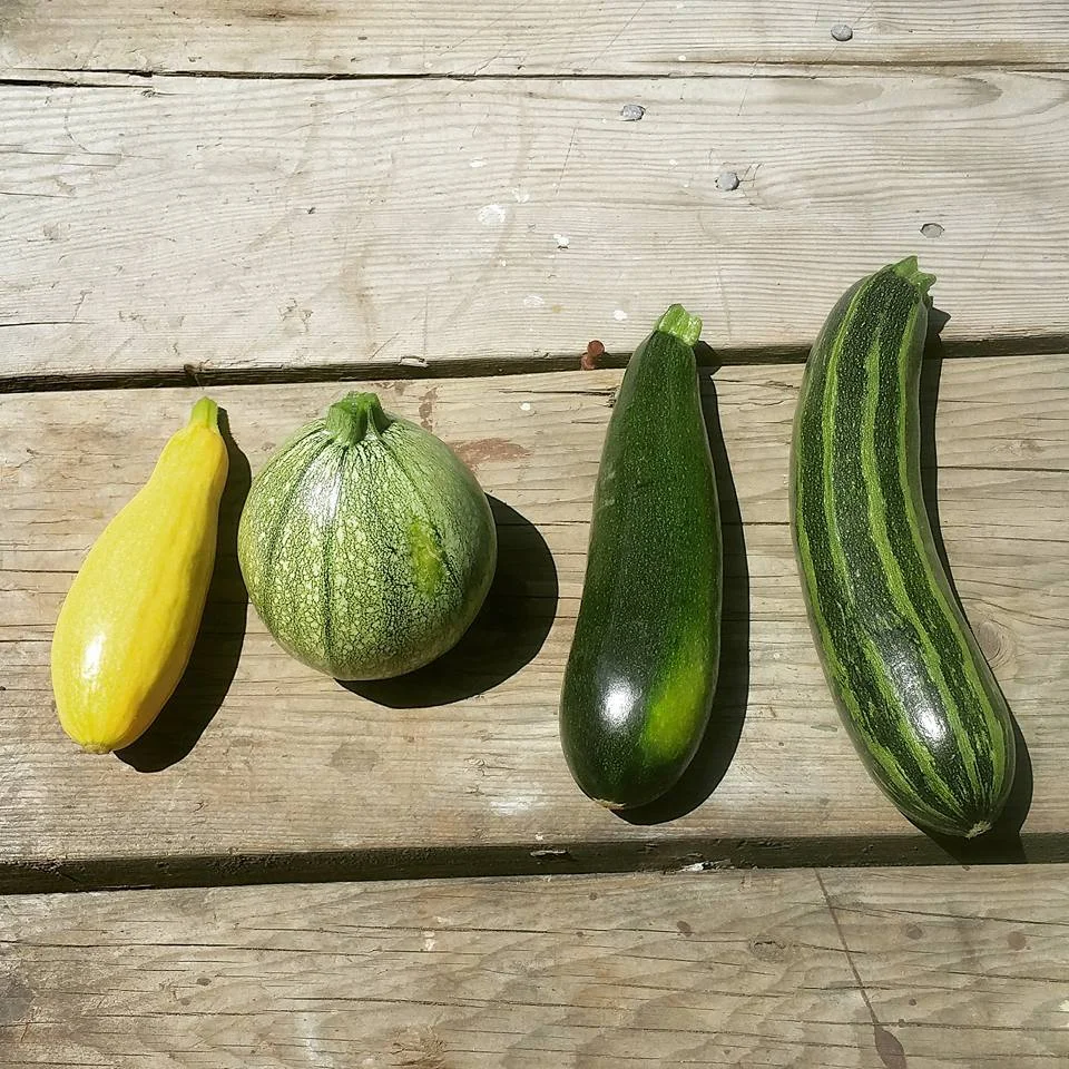 Summer Squash Varities.jpeg