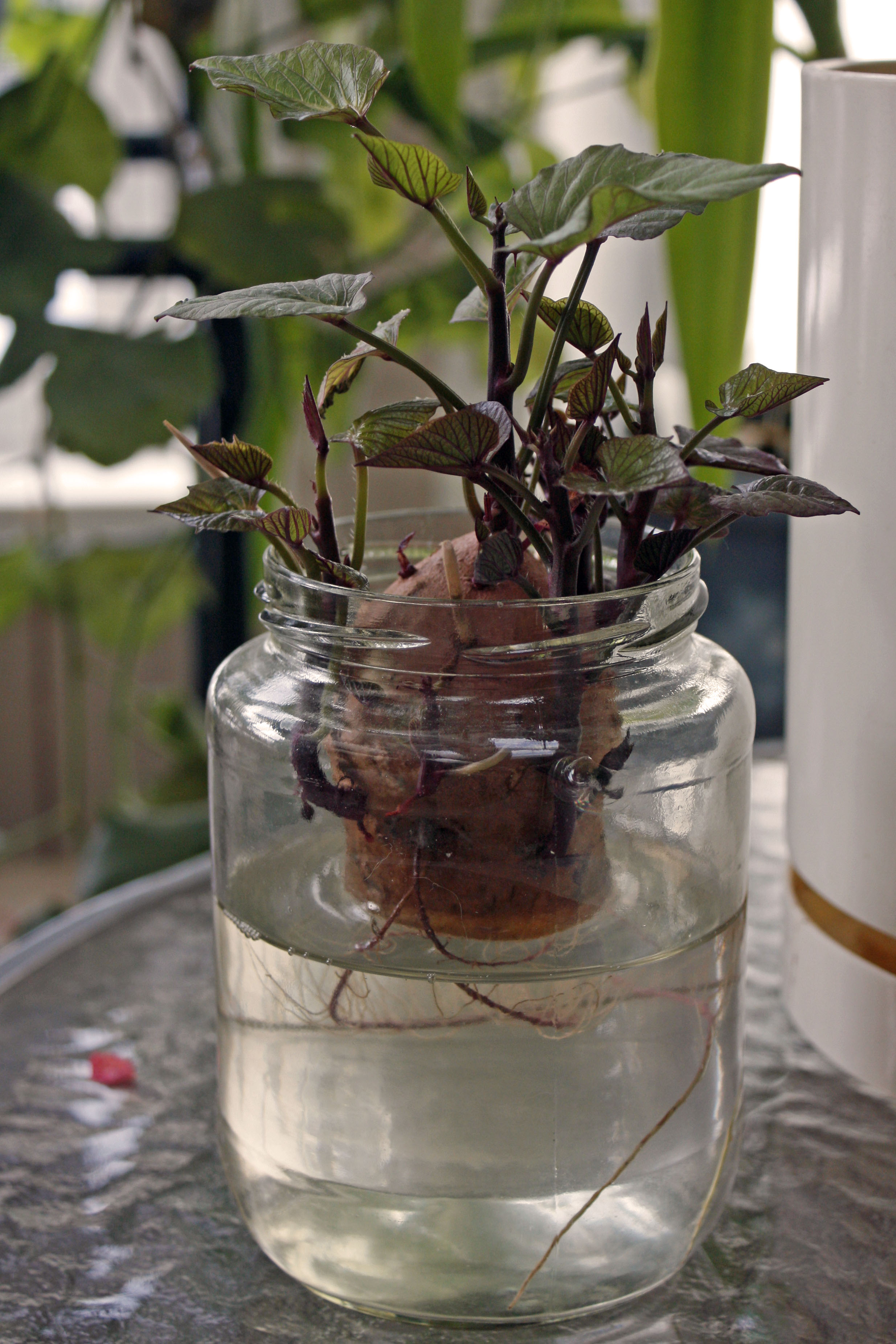 Sweet potato producing slips in water https://heatherv11.wordpress.com/2013/03/17/growing-sweet-potato-plants/
