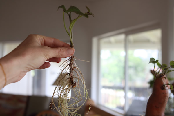 Sweet potato slip forming roots. http://www.peakprosperity.com/wsidblog/81366/how-start-sweet-potato-slips