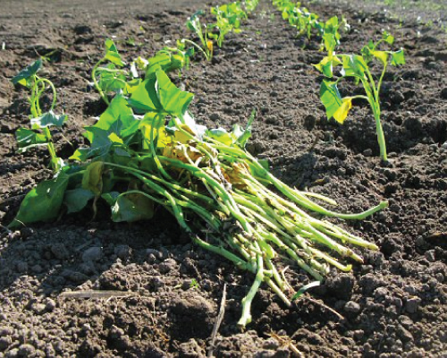 Slips planted in the field. http://www.ufseeds.com/Centennial-Sweet-Potato-Slips.item