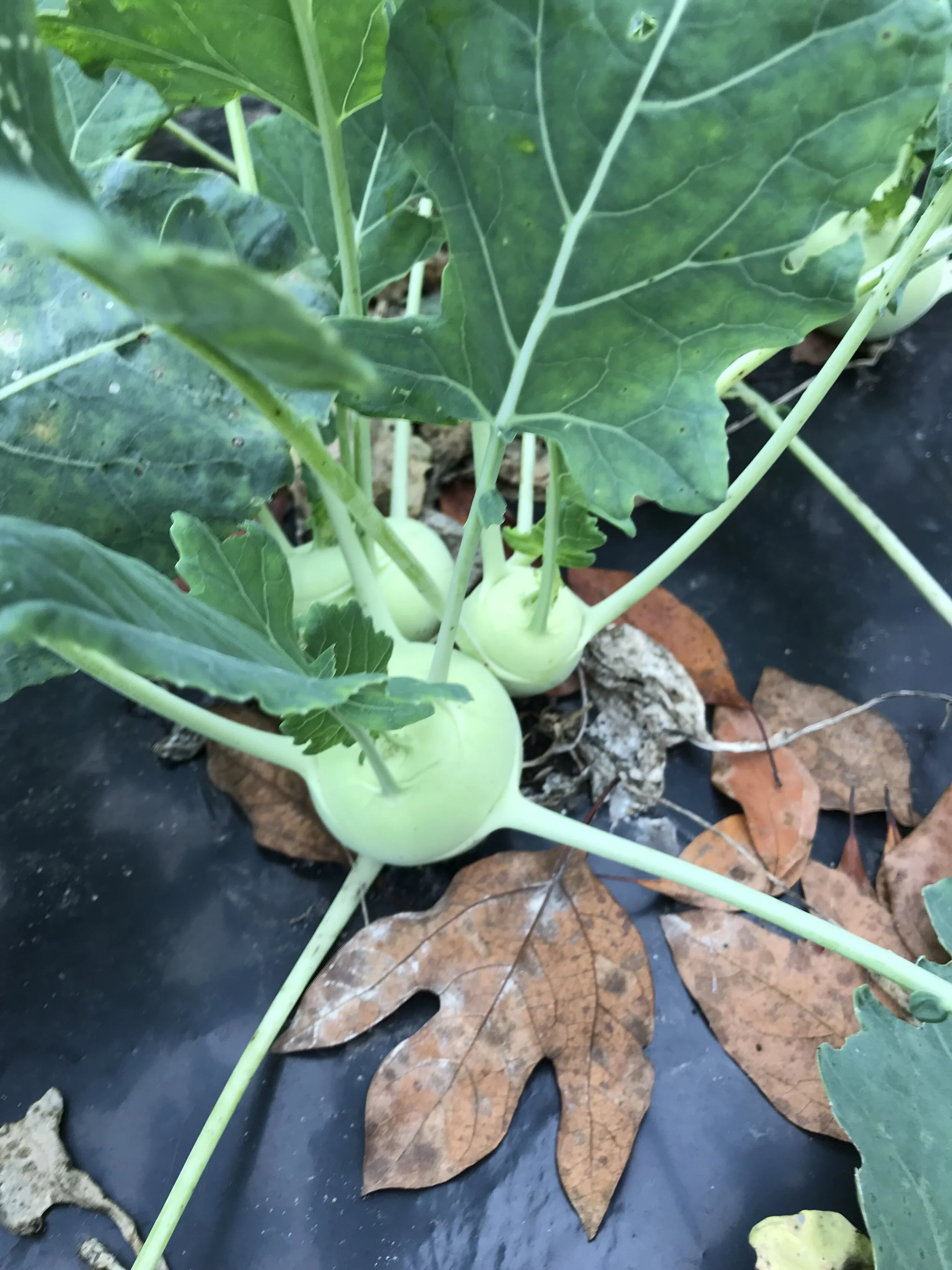 Kohlrabi_growing.jpeg