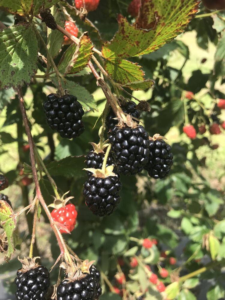 Blackberries_growing.JPG