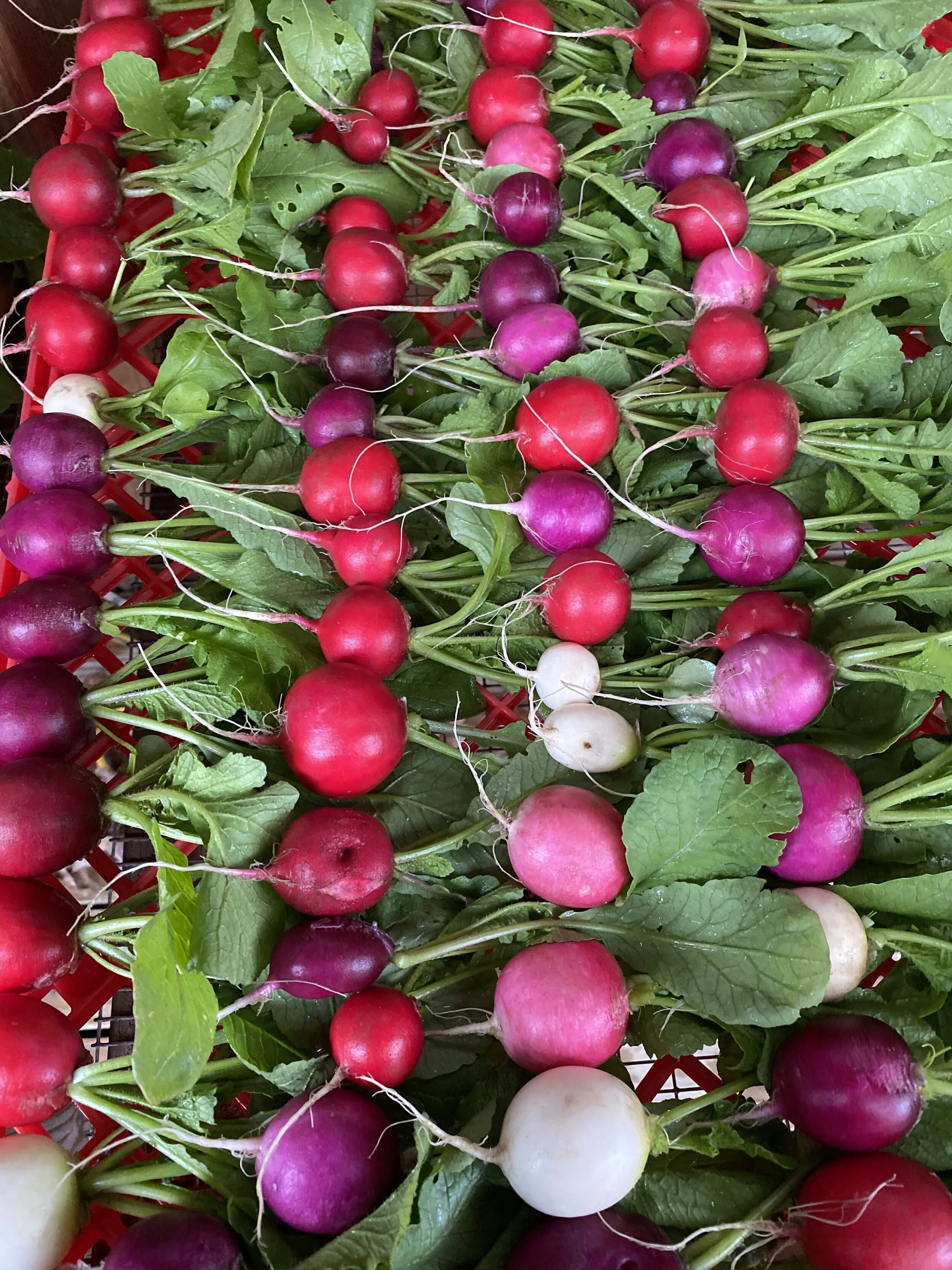 easter egg radishes