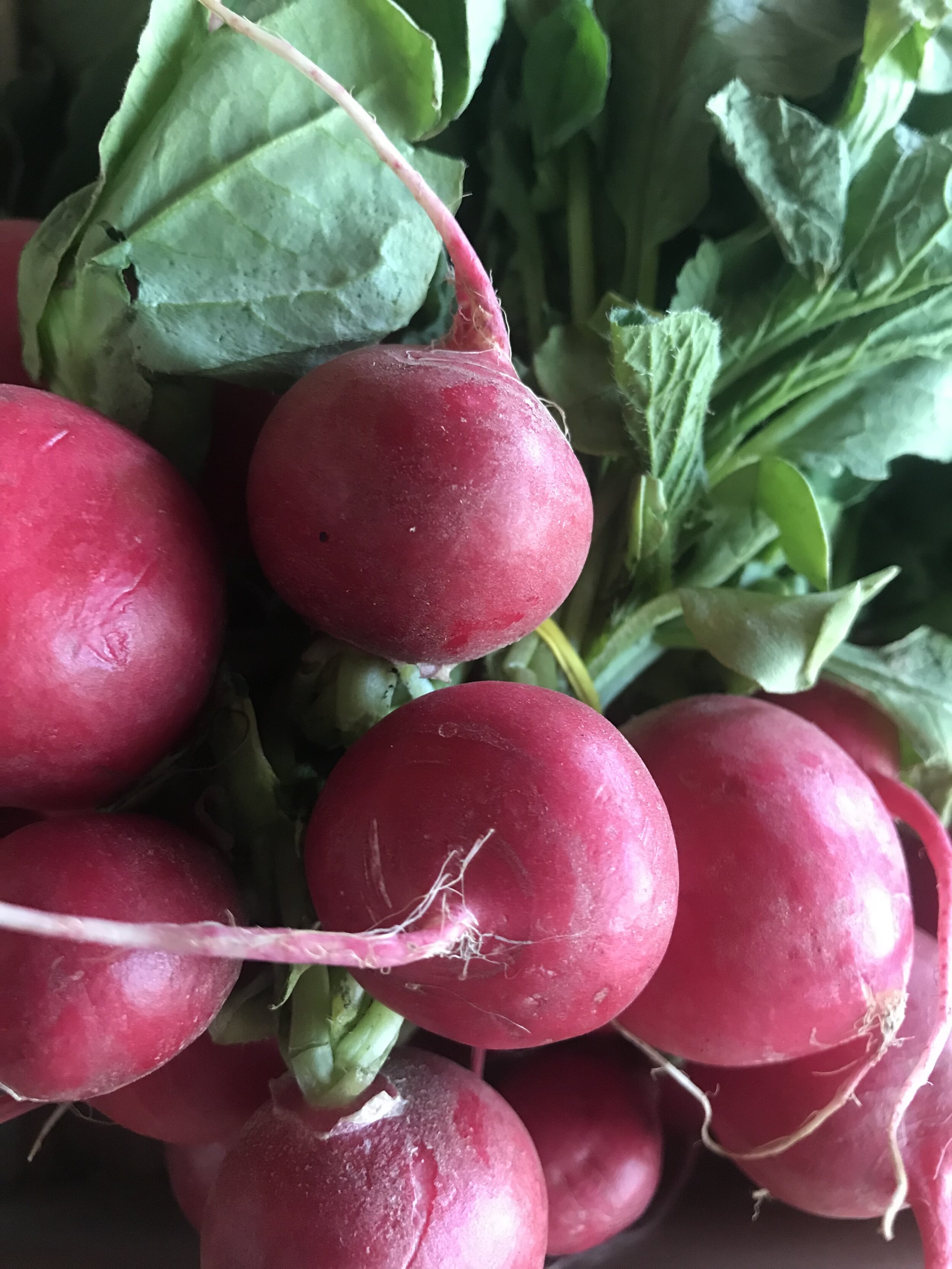 Red Radishes