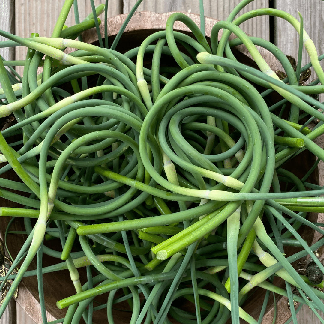 Garlic Scapes